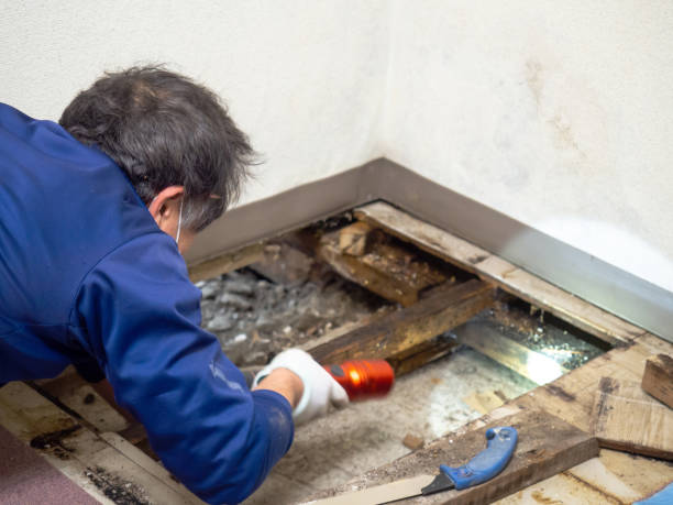 Best Professional Mold Removal  in Westworth Village, TX