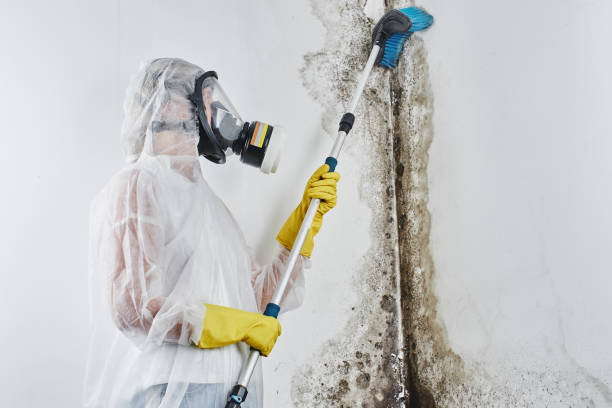 Attic Mold Removal in Westworth Village, TX
