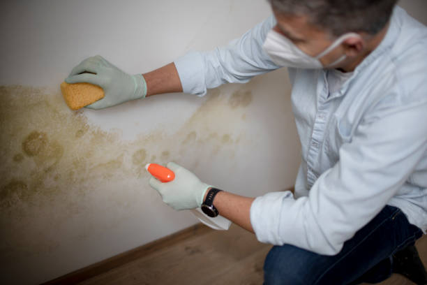 Mold Removal Process in Westworth Village, TX