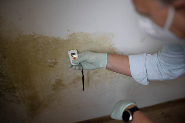 Best Commercial Mold Removal  in Westworth Village, TX