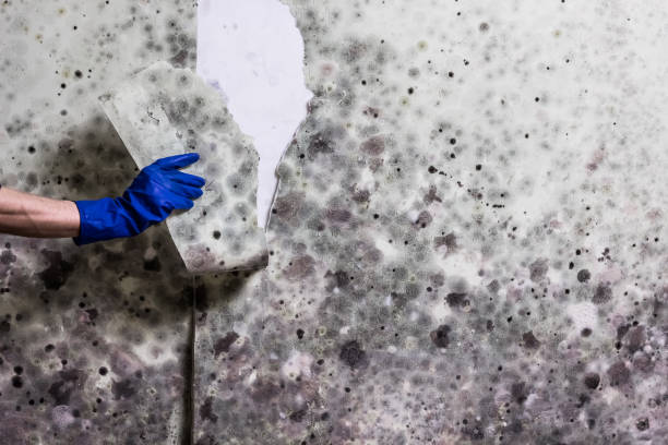 Best Residential Mold Removal  in Westworth Village, TX